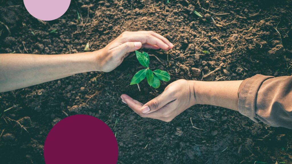 Två händer i jorden runt en liten planta.
