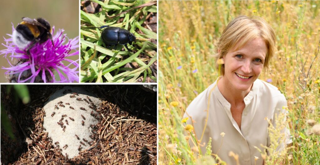 Tre naturbilder (humla på blomma, skalbagge och en mystack) och en porträtt bild på person i en sommaräng.