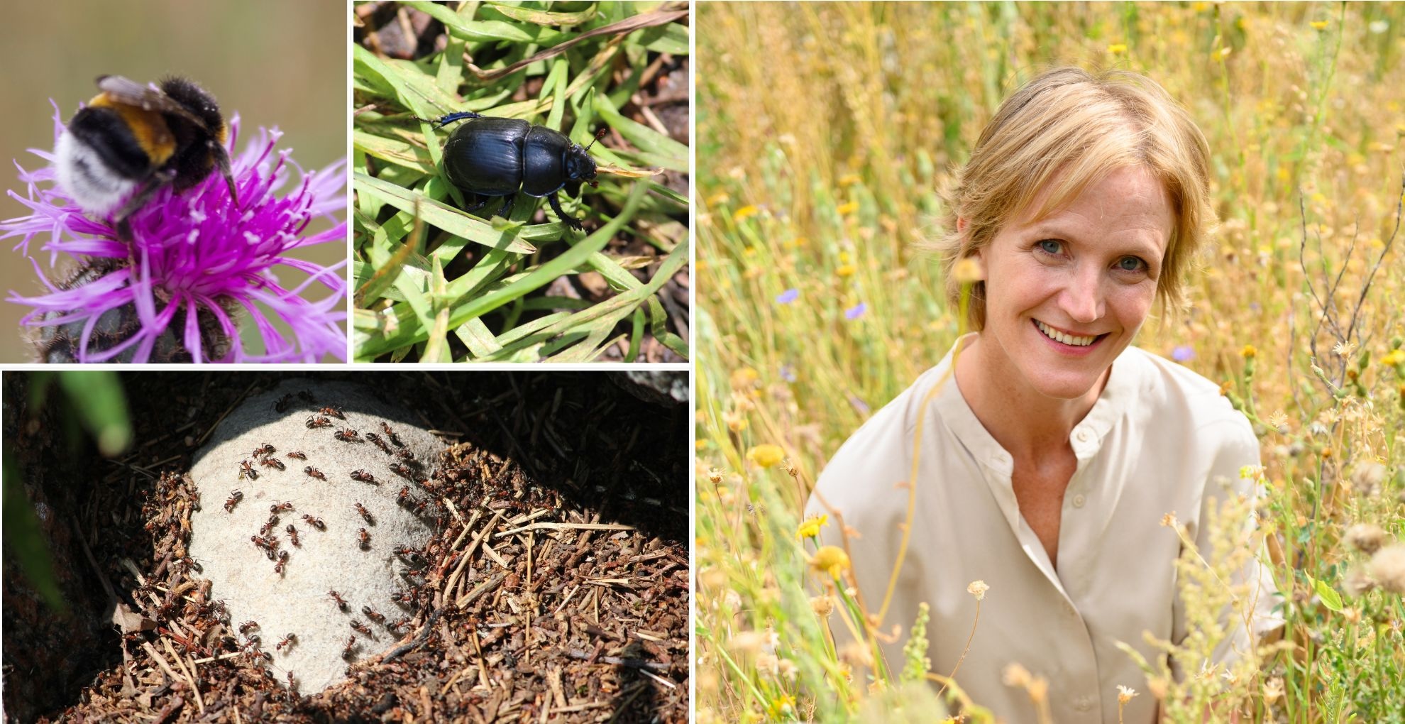 Tre naturbilder (humla på blomma, skalbagge och en mystack) och en porträtt bild på person i en sommaräng.